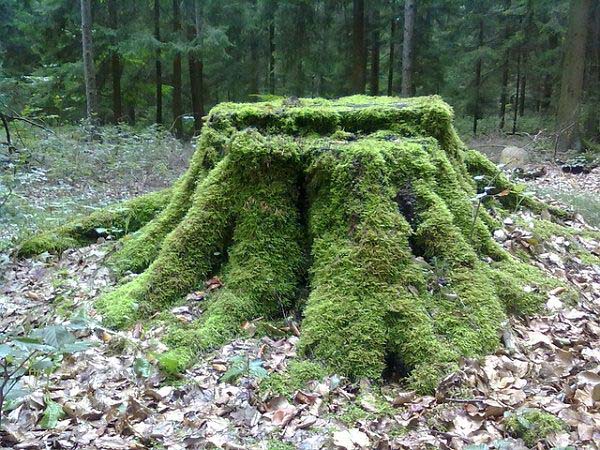 Make an Aged Moss Stump #decorhomeideas