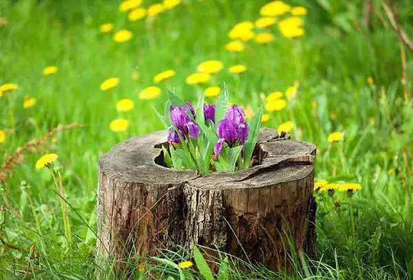 Purple Tulips #decorhomeideas