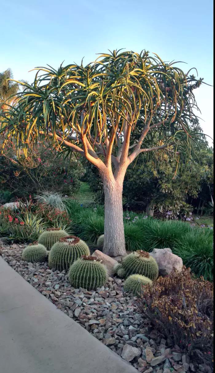 Under the Aloe Tree #decorhomeideas