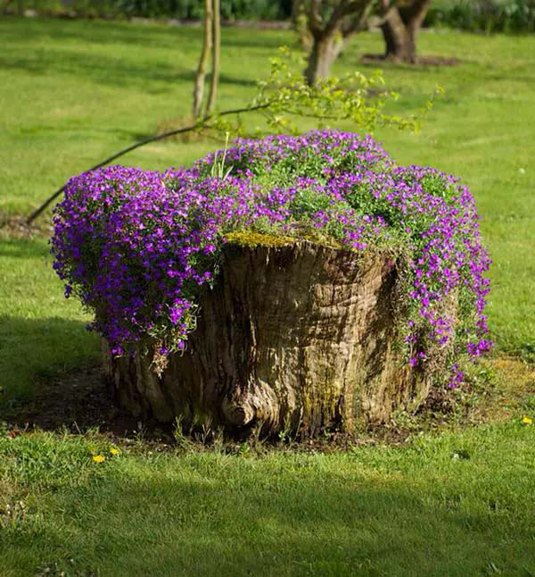 Use Flowering Ground Cover #decorhomeideas