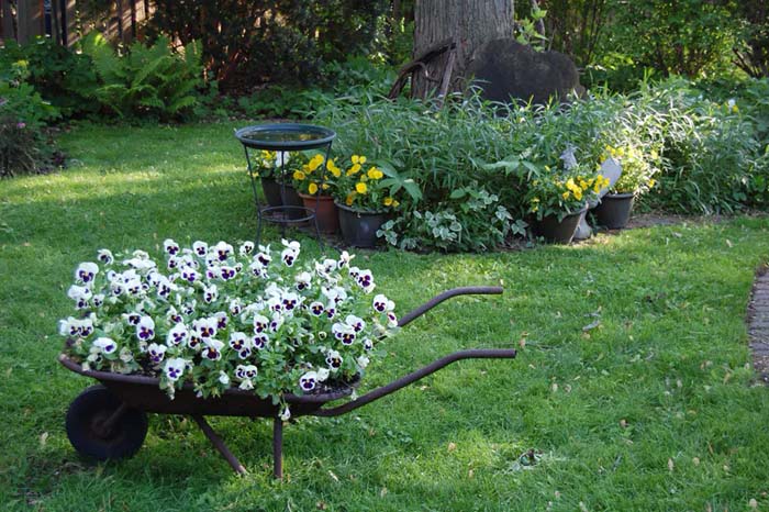 A Shallow Wheelbarrow Filled with Pansies #decorhomeideas