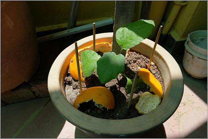 Anti-Pest Hack with Orange Peels #decorhomeideas