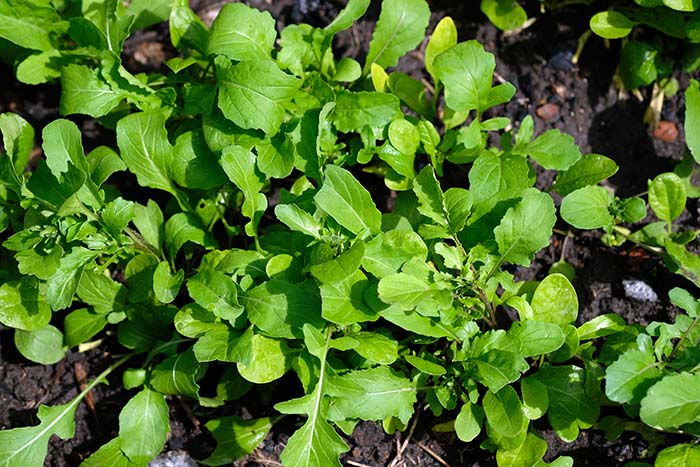Arugula Vegetables To Grow In Pots