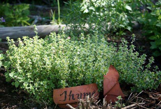 Broken Pot Plant Marker #decorhomeideas