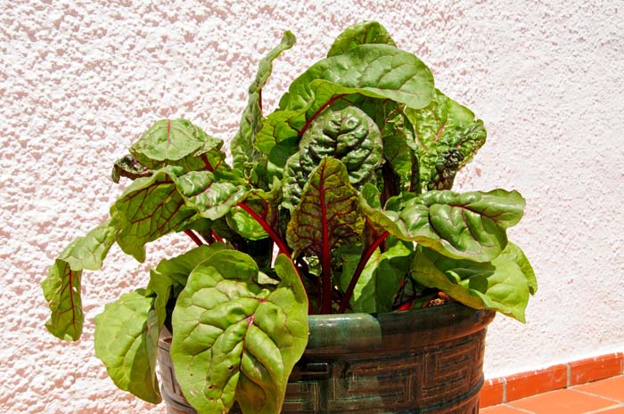 Chard #decorhomeideas