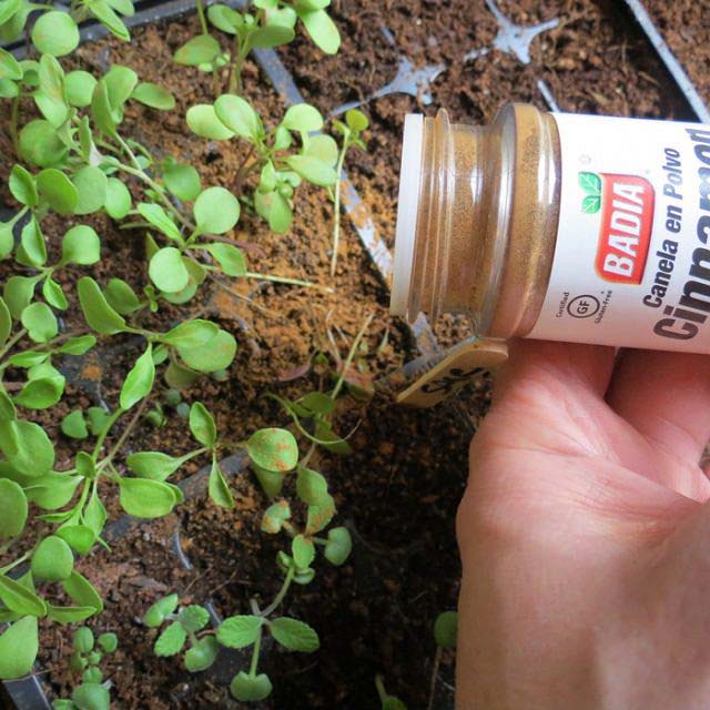 Cinnamon Powder on Seedlings to Prevent Diseases #decorhomeideas