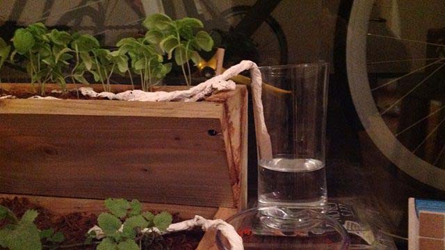 DIY Self-Watering Hack #decorhomeideas