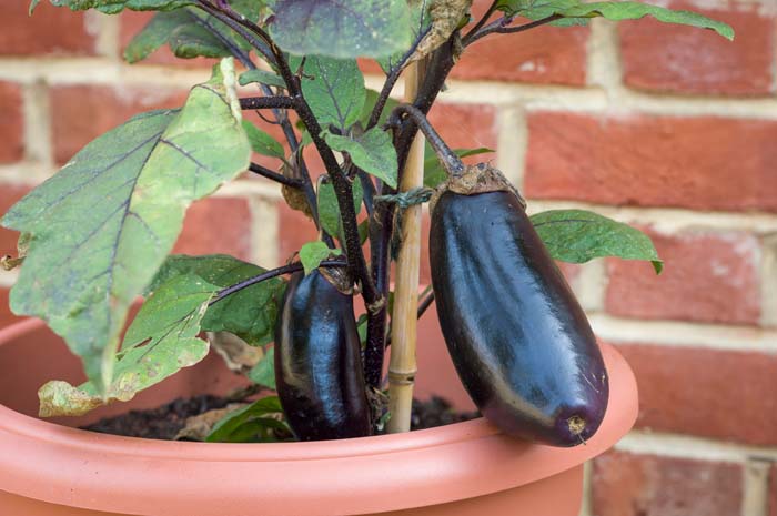 Eggplant #decorhomeideas