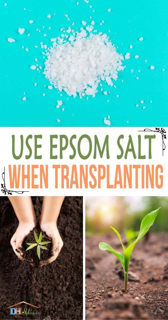 Epsom Salt When Transplanting #decorhomeideas