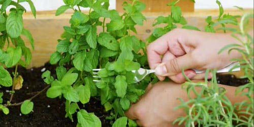 Fork For Harvesting Herbs #decorhomeideas