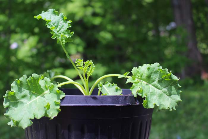 Kale #decorhomeideas