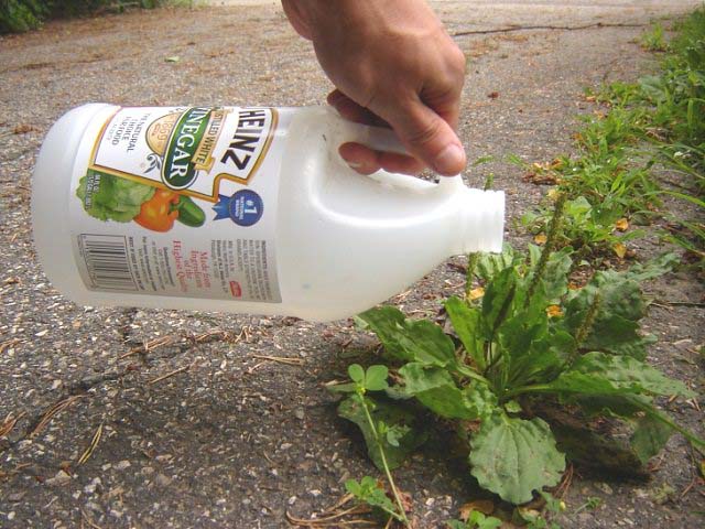 Kill Weeds Using Vinegar #decorhomeideas