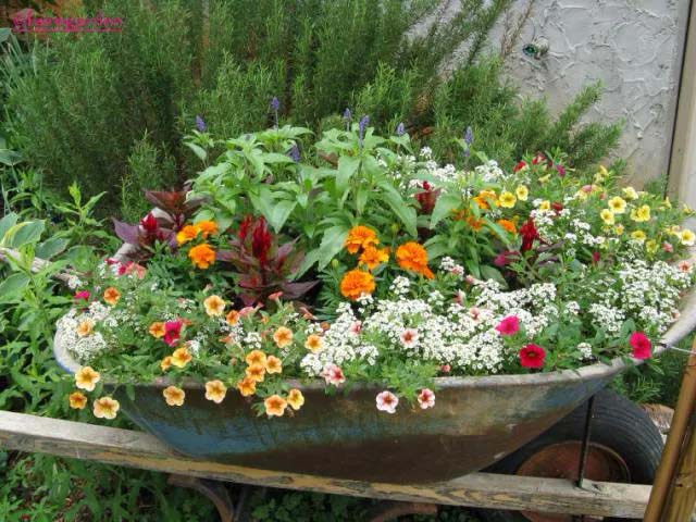 Overflowing Wheelbarrow Full of Annuals and Perennials #decorhomeideas