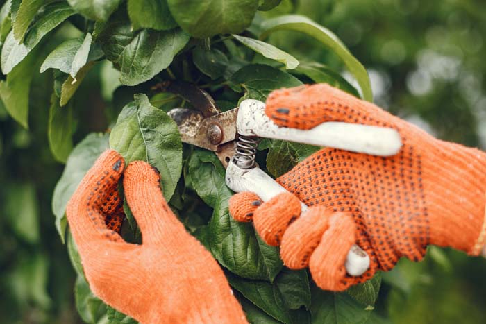 Pinching, Deadheading, and Pruning #decorhomeideas