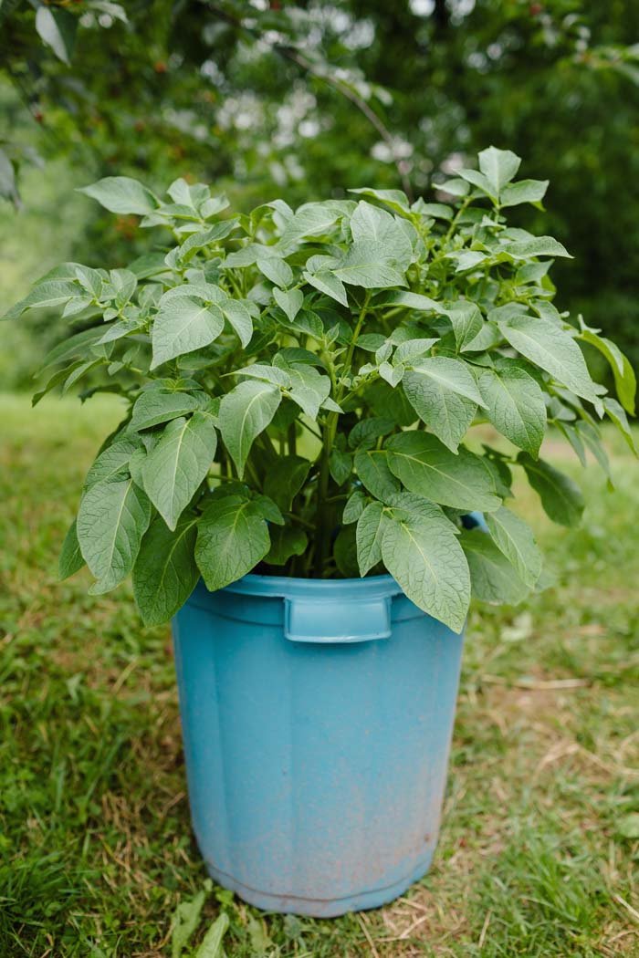 Potatoes #decorhomeideas