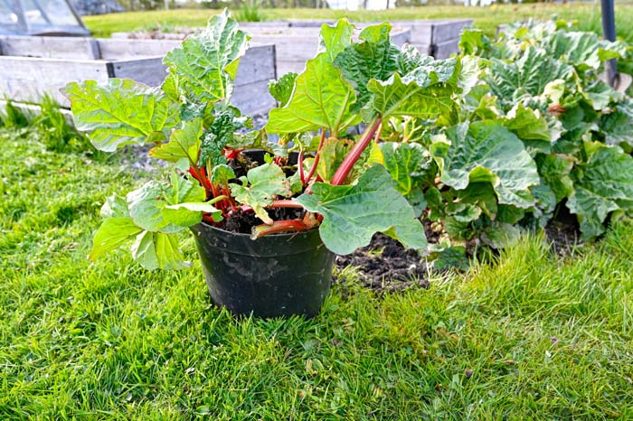 Rhubarb #decorhomeideas