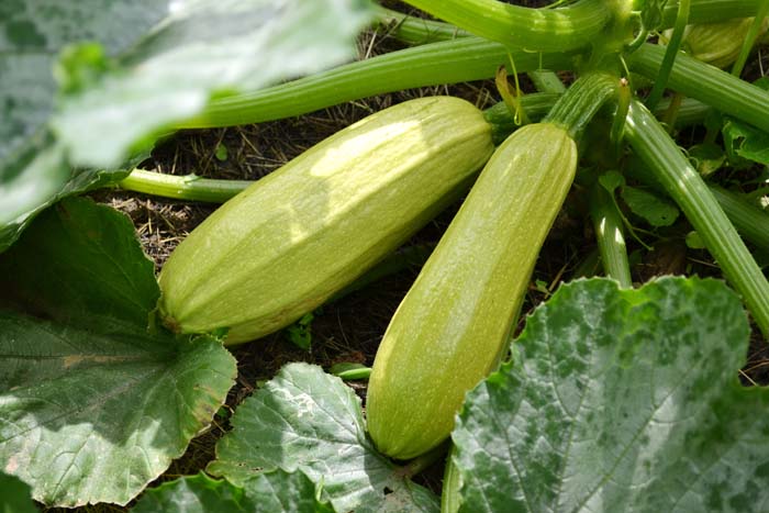 Squash #decorhomeideas