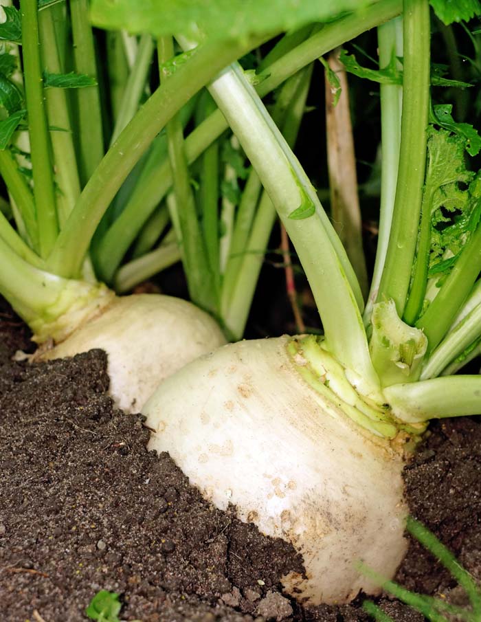 Turnips #decorhomeideas