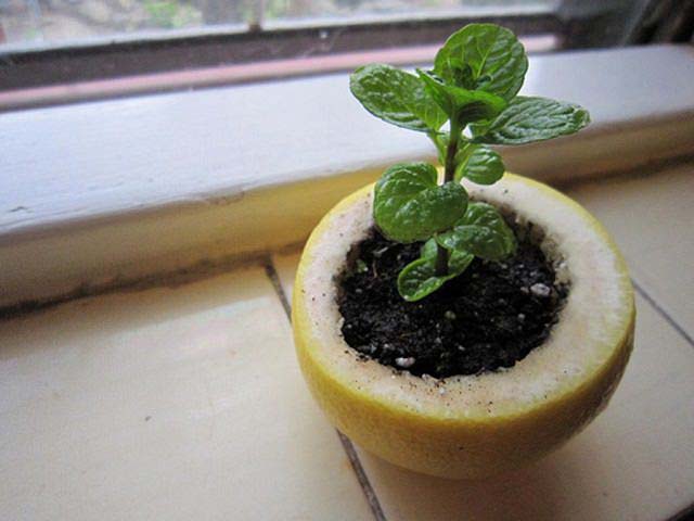 Use the Citrus Peel to Start Seeds #decorhomeideas
