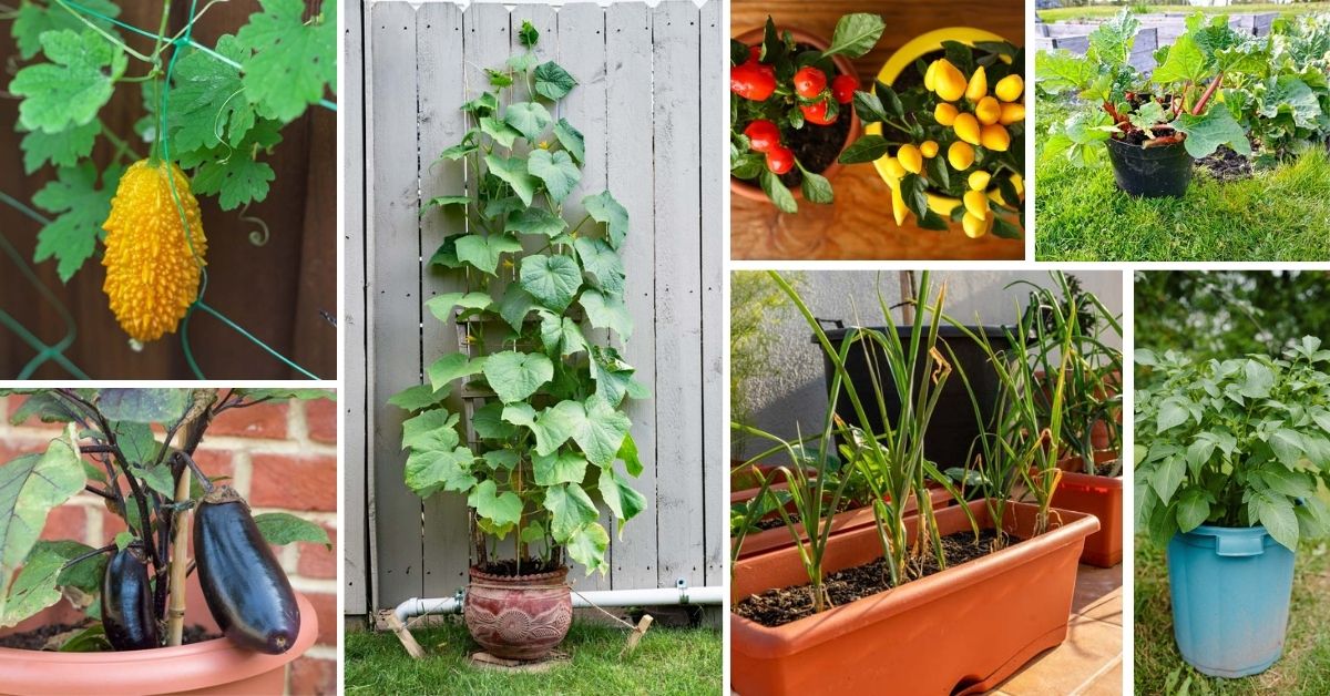 Vegetables To Grow In Pots And Containers