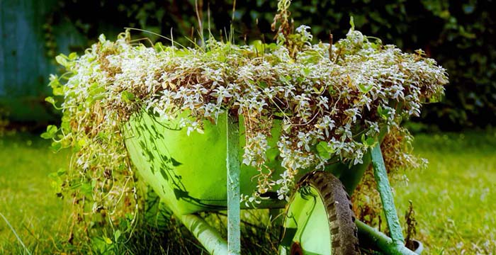 White Blooms Spilling Over a Green Wheelbarrow #decorhomeideas