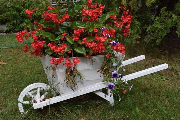 White Wheelbarrow with Red Blooms #decorhomeideas