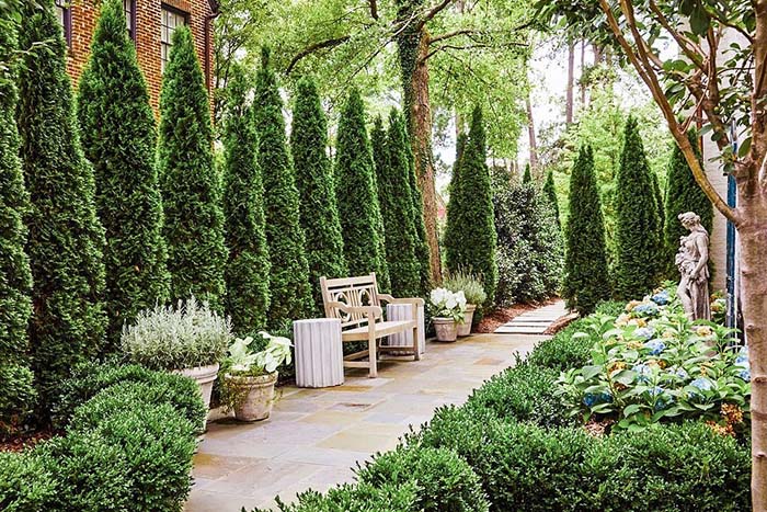 Arborvitae Creates a Corridor