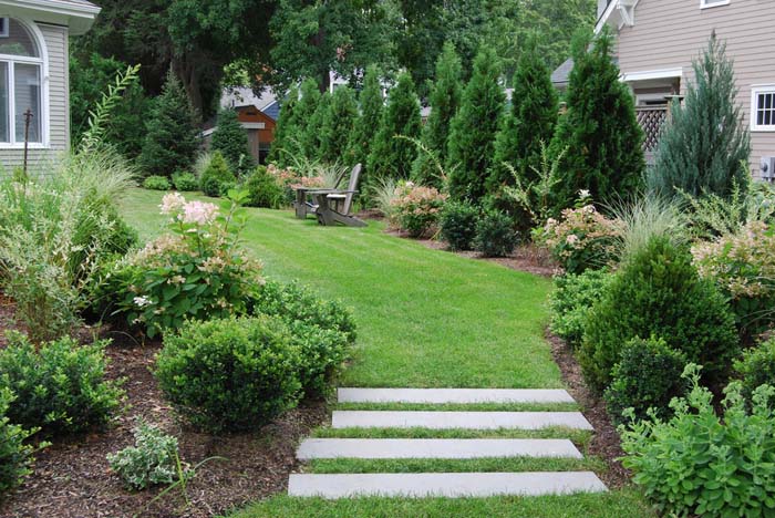 Emerald Green Arborvitae Privacy Screen