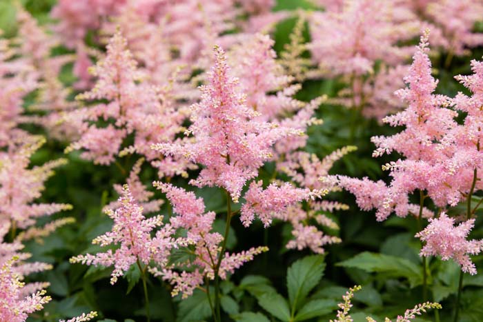 Astilbe