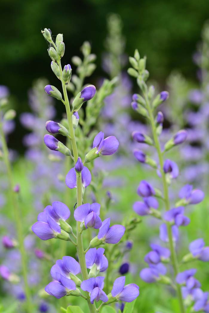 Baptisia Australis