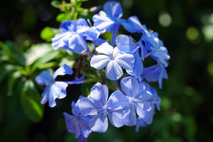 Bush Violet