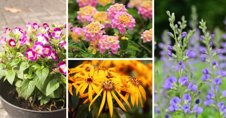 flowers that don t need deadheading