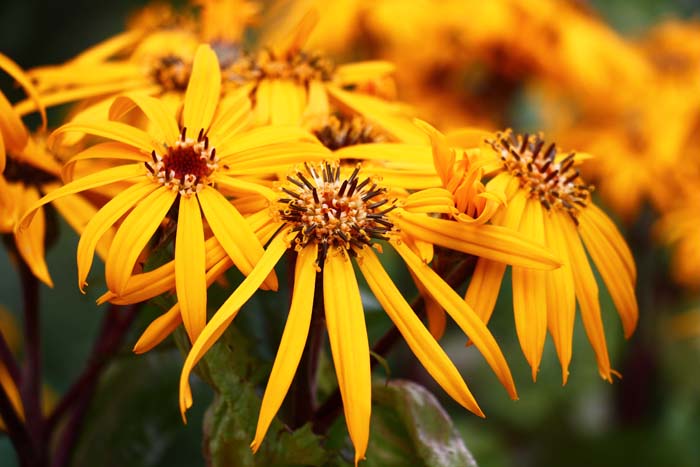 Leopard Plant