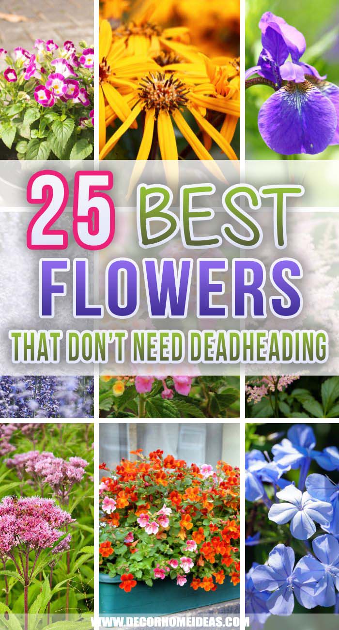 Low Maintenance Flowers Dont Need Deadheading. Looking for low maintenance plants for your garden? Try growing this assortment of flowers that don't need deadheading to keep blooming and looking great. #decorhomeideas