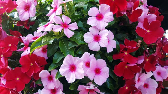 Madagascar Periwinkle