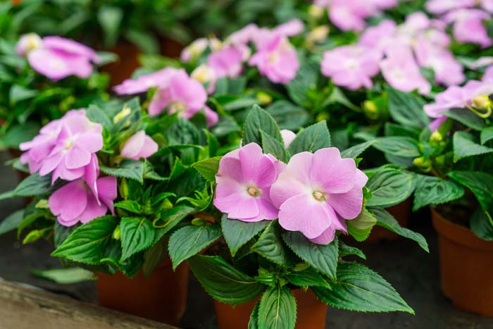 New Guinea Impatiens