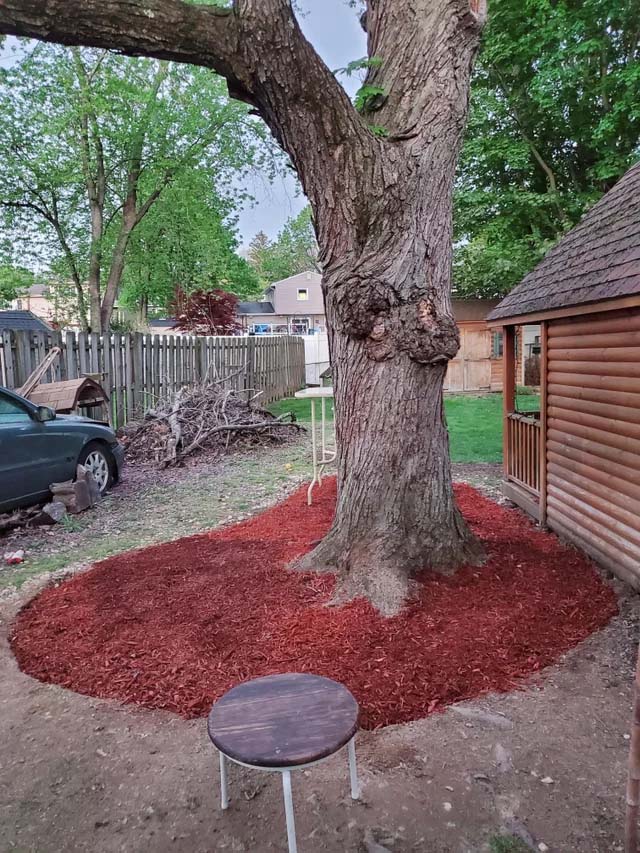 Cover Roots Around a Tree Trunk With Red Mulch