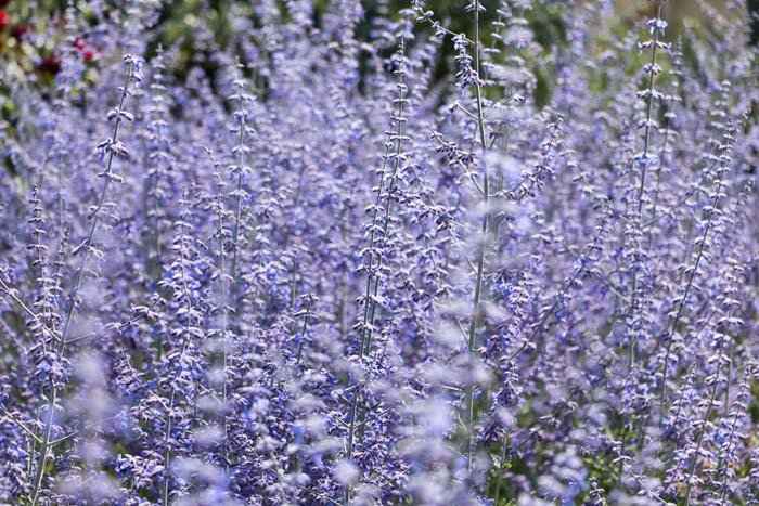 Russian Sage