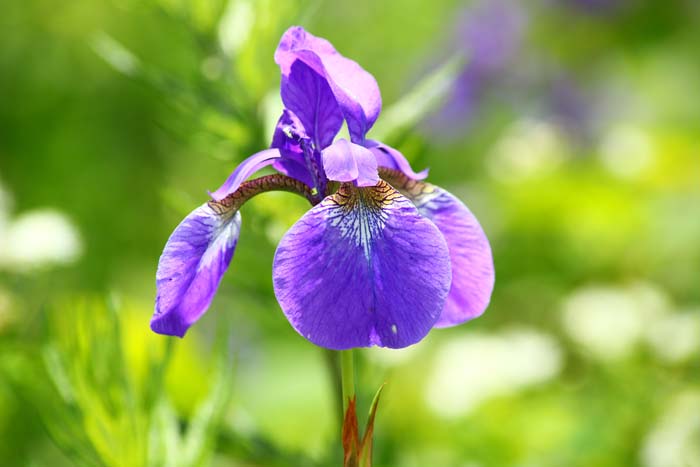 Siberian Iris