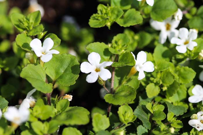 Waterhyssop