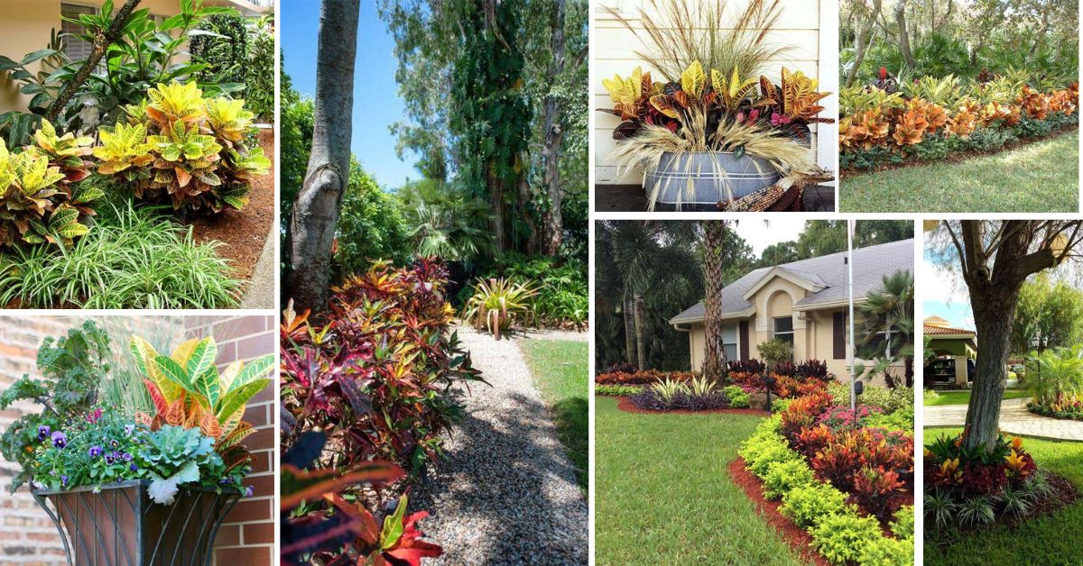 Croton Landscaping Ideas