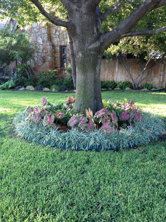 Bulbs and Perennials Tree Edging