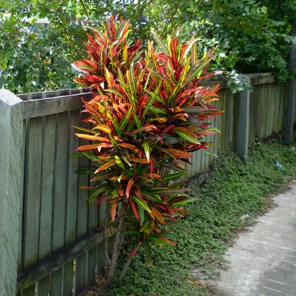 Wide Leaf Crotons Are a Lush Landscaping Idea