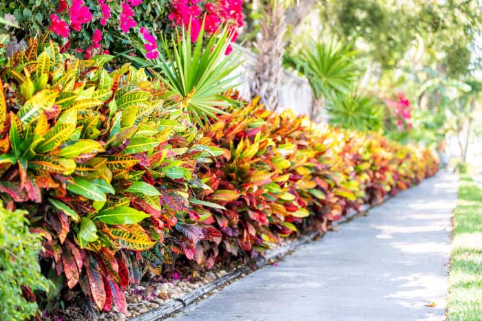Use Crotons to Line Your Walkway