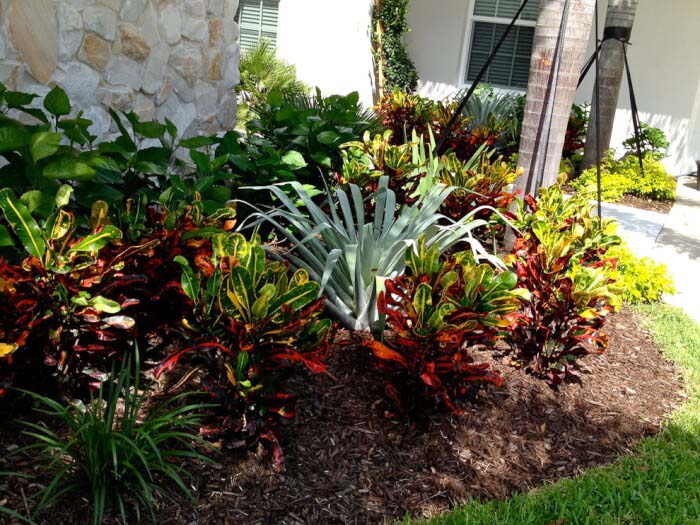 Colorful Crotons in a Mulched Garden Bed