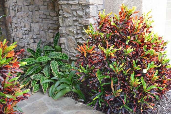 Use Crotons as Colorful Corner Bushes