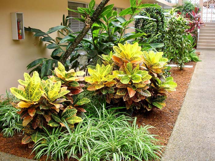 Prune Crotons Like Shrubs