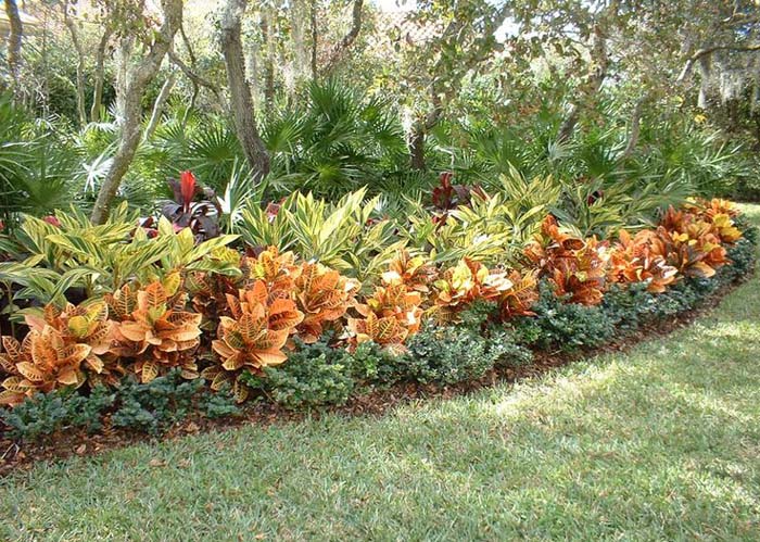 Crotons Add Height to Your Landscape