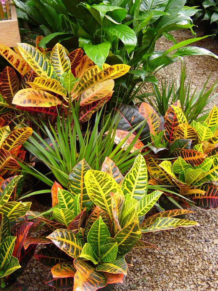 Add Crotons to Pea Gravel Bed