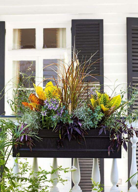 Add Crotons to Container Garden